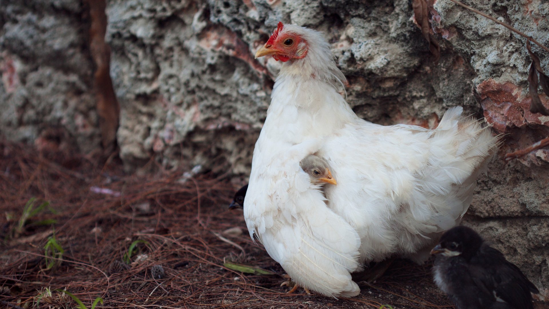 Hönsmamma gömmer en kyckling under sin vinge. Bara kycklingens huvud syns bland fjädrarna.