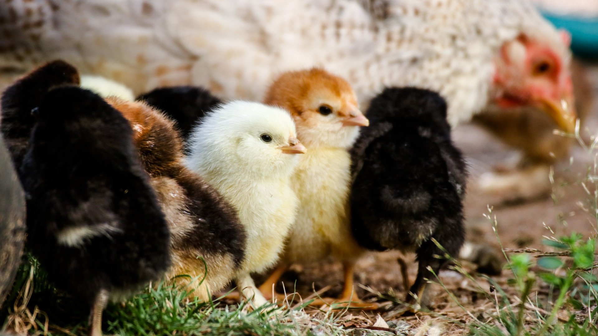 Kycklingar som söker skydd hos hönsmamma.