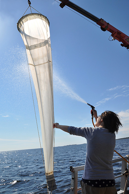 Djurplankton har regelbundet samlats in vid Umeå marina forskningscentrum (UMF) som en del av ett miljövervakningsprogram. Rovvattenlopåan har man hittat sedan 1999. Foto: Andrea Gillgren/UMF