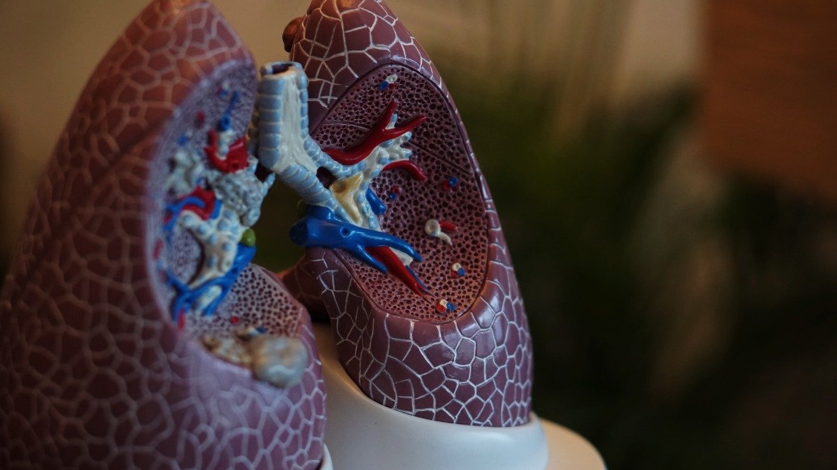 Plastmodell av lungor.