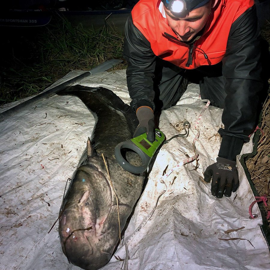 En mal ligger på ett vitt plastskynke medan en man med pannlampa fäster ett chip på fisken.