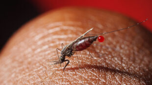 Malariamygga med droppe blod sitter på hud