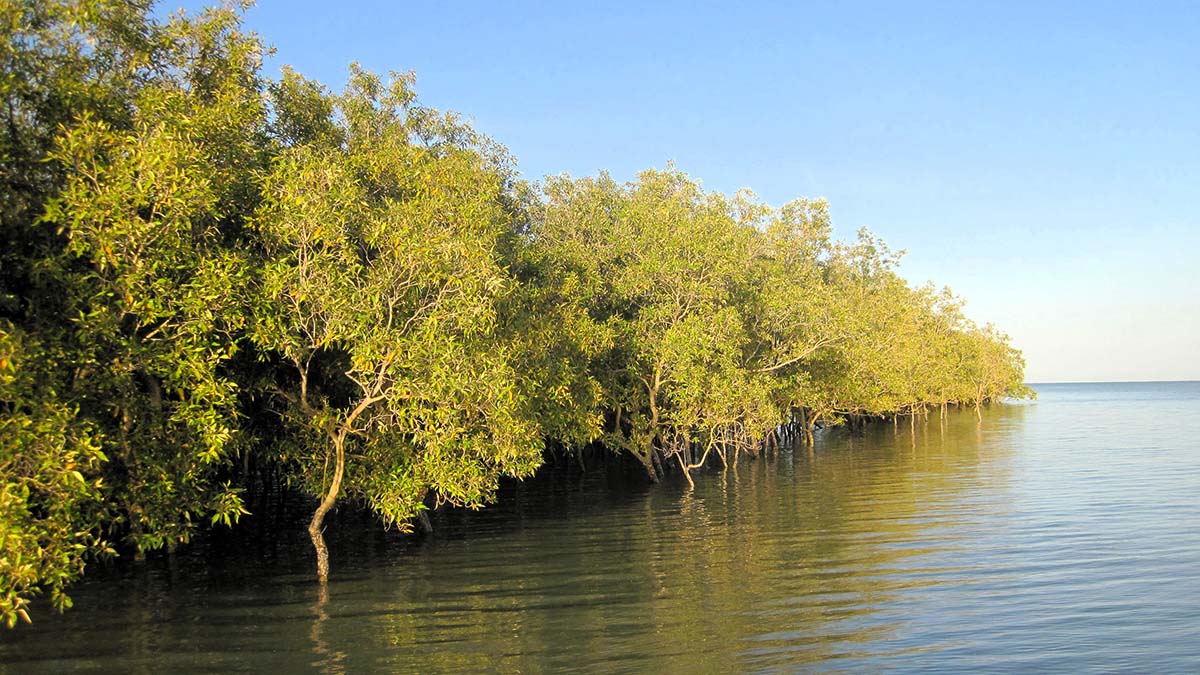 Mangrove vid vatten