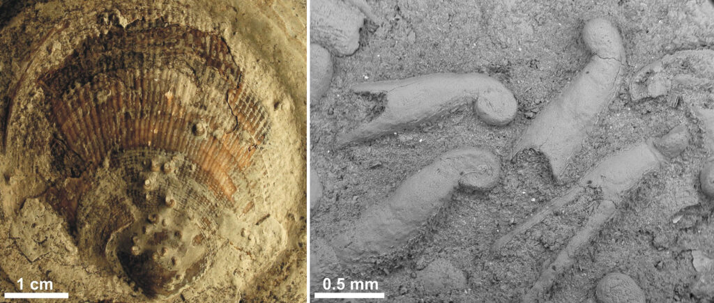 Fossil av microconchider från östra Grönland. Foto: Benjamin Kear