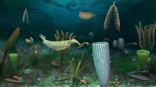 illustration av förhistoriska djur under vatten, inklusive ett djur med avlång kropp och ett slags snabel samt ett djur som ser ut som en stående tratt