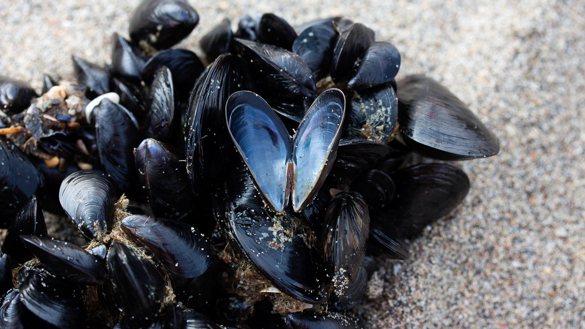 en klunga av musslor på en strand