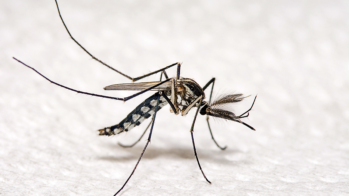 Aedes aegypti