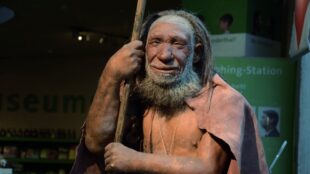 En docka i människostorlek på ett museum, föreställande en neandertalare stående med ett spjut samt något slags tyg över ryggen.