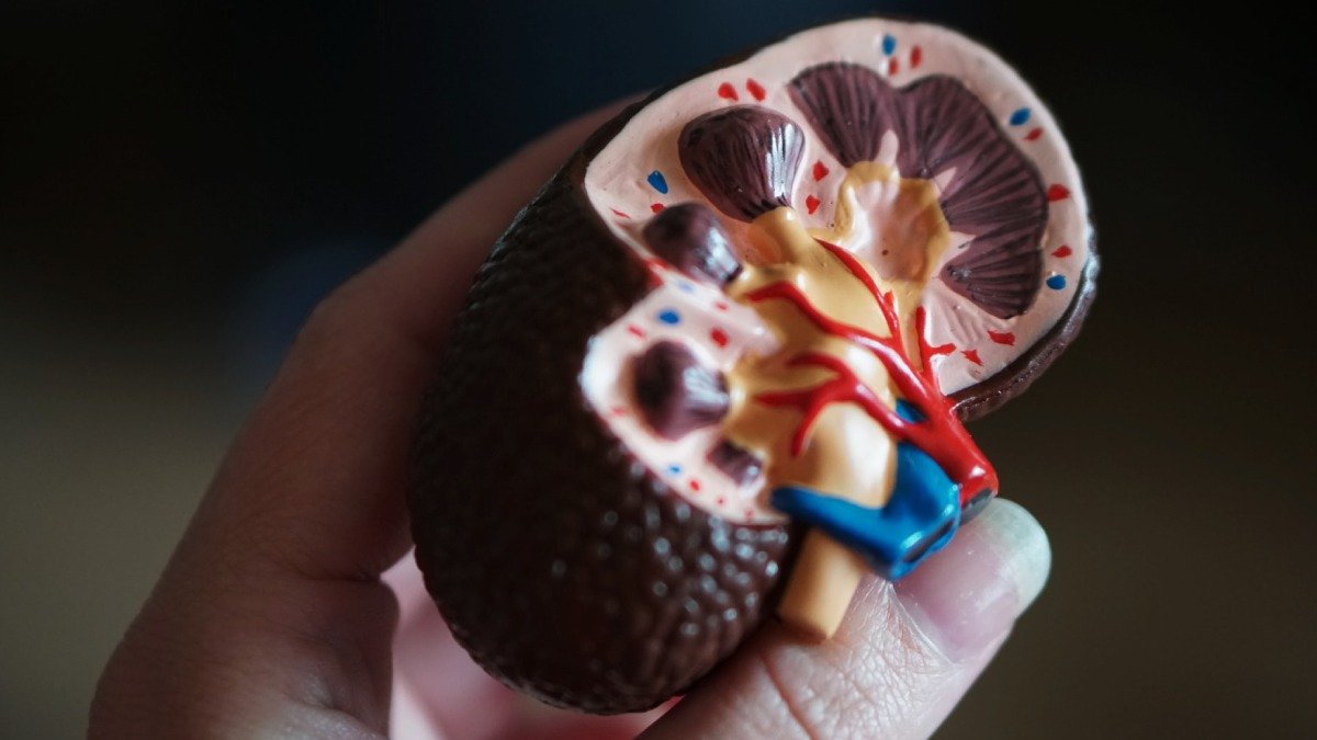hand håller i en plastmodell av en njure