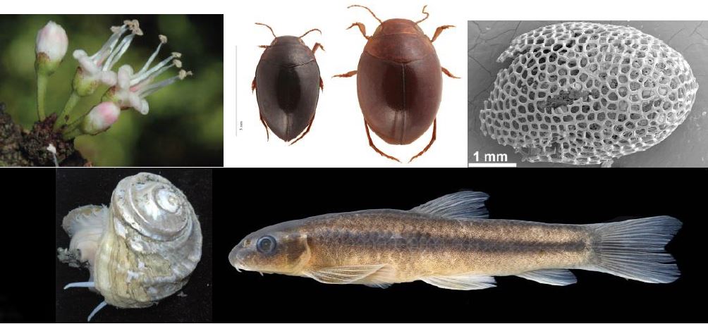 1. Pycnandra poindimiensis, tuggummiväxt. 2. Hydrovatus diversipunctatus och Hydrovatus globosus, dykarskalbaggar. 3. Pegmatothylakos manumii, fossil äggkokong från en utdöd ringmask. 4. Kanoia myronfeinbergi, snäcka. 5. Garra mini, karpfisk. Foto: Ulf Swenson, Johannes Bergsten, Steve McLoughlin, Anders Warén, Sven Kullander.