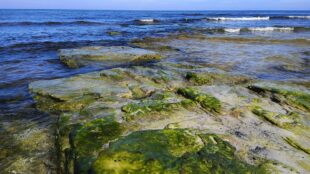 kust med flata stenar, täckta av sjögräs och alger