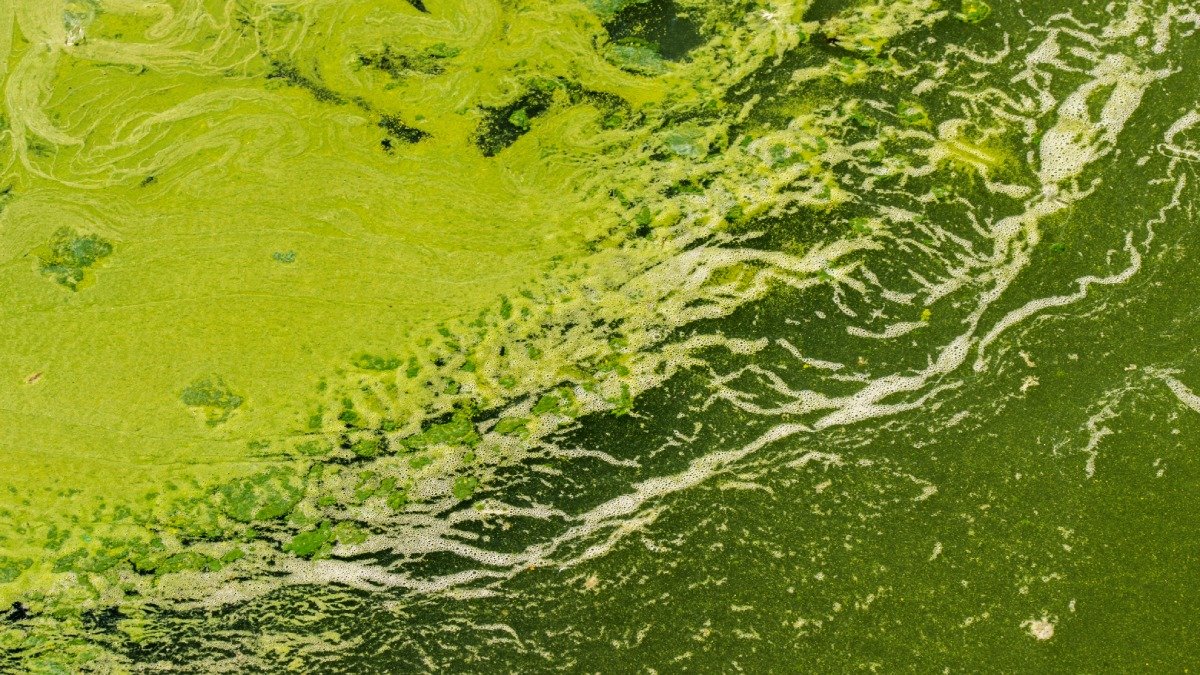 Lager av gröna alger på vattenyta.
