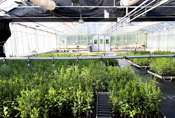 plantskola för granar inne i ett stort växthus