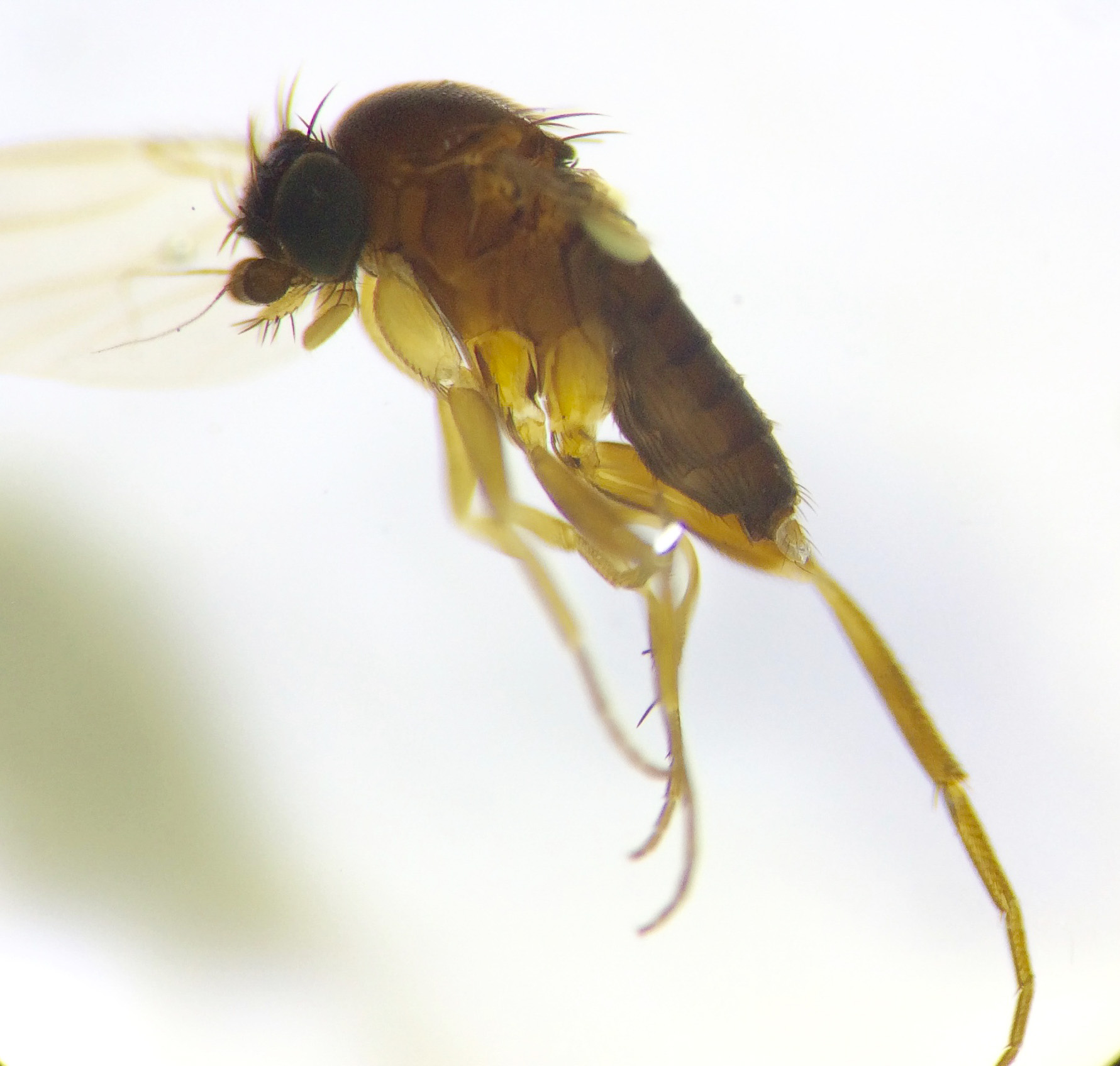 De talrika puckelflugorna hör till de minst kända insekterna i Sverige. Här en hane ur det enorma släktet Megaselia. Foto: Sibylle Häggqvist, Naturhistoriska riksmuseet