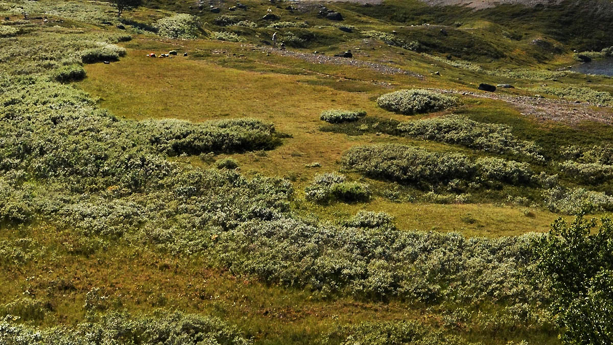 Mjölkvall i Padjelanta