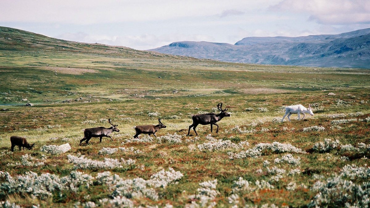 Renar som går på rad genom fjälllandskap.