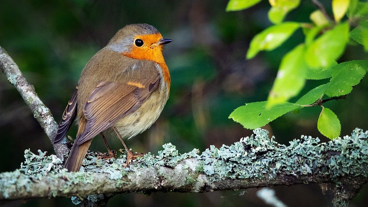 Fågel med orange bröst och grå kropp sitter på kvist och ser mot höger.