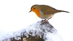 En fågel med orange hals, sitter i snö