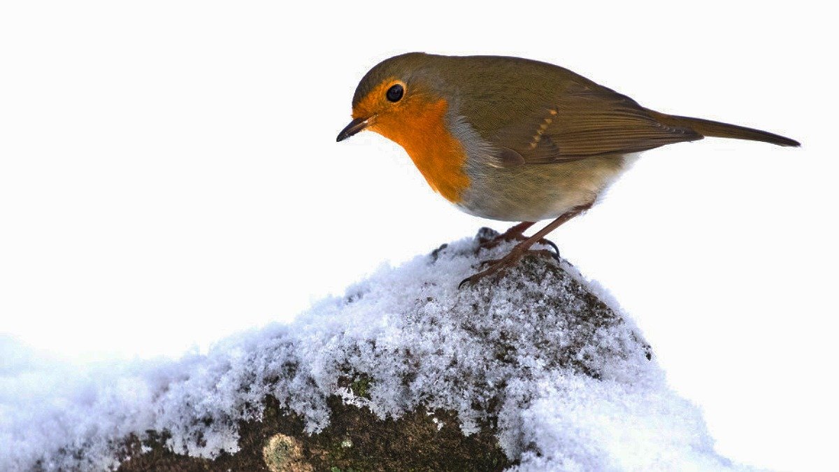 Fågel med orange bröst och gråbrun kropp sitter på snöig stubbe och ser åt vänster, snö bakom.