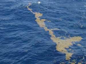 Sargassotång i en linje på vattenytan i Sargassohavet.