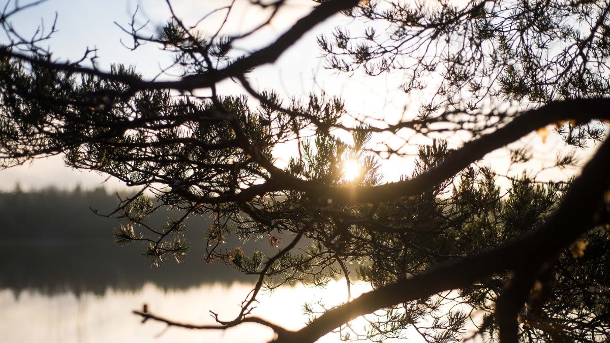 En gren på ett barrträd i motljus, skog och vatten bakom