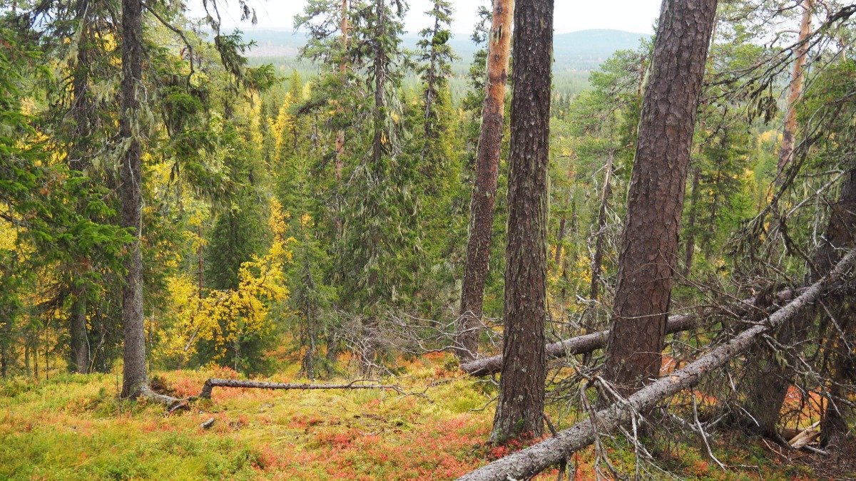 orörd skog med kullfallet träd, höst