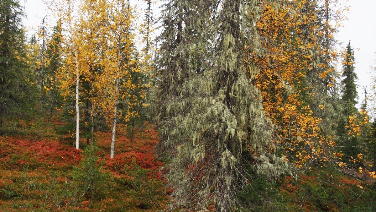 bild av orörd skog, höst