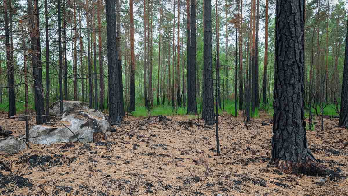 Brända tallar efter skogsbrand i Sverige
