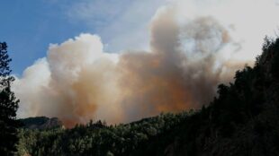 Skog med brandrök ovanför trädtopparna.