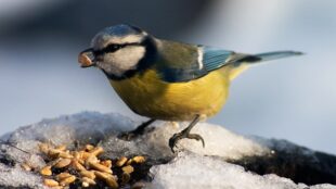 Småfågel på isig yta äter frön, har ett frö i näbben.