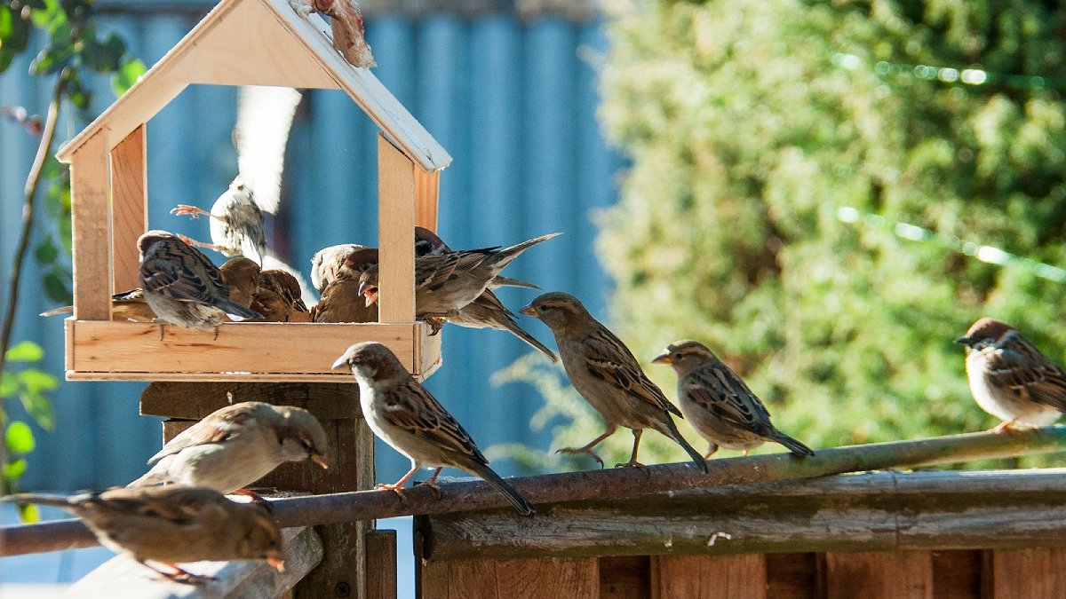 Gråsparvar trängs för att nå ett fågelbord med frön, grönska runtom.