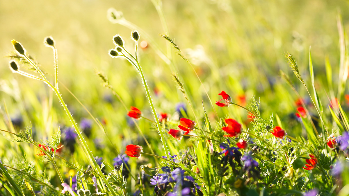 röda och blå sommarblommor i ett grönt fält