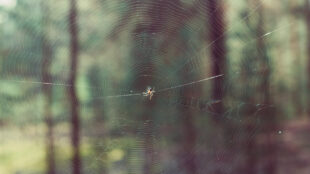 Spindelväv i skogen