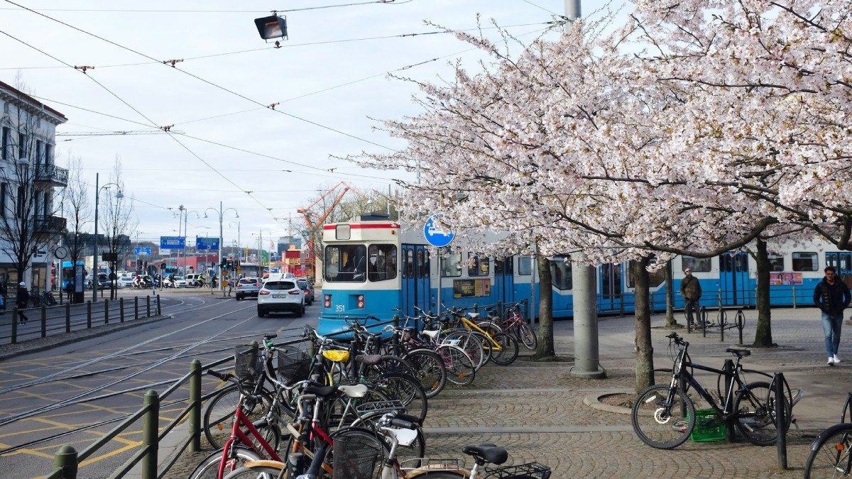 spårvagn,, cyklar och blommande träd i stadsmiljö