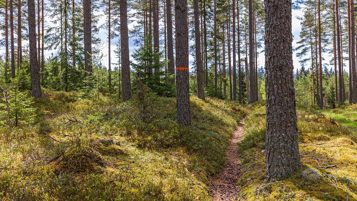 Stig mellan trädstammar markerade med röda ringar.