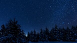 Stjärnhimmel, träd och snö