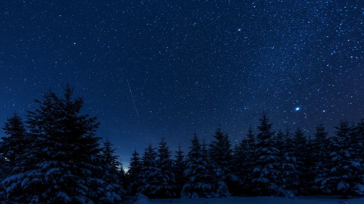Stjärnhimmel, träd och snö