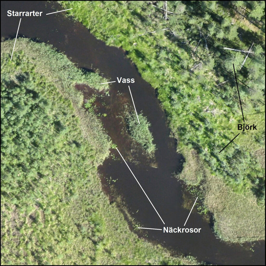 Utsnitt av en drönarbild som visar ett vattendrag och strandnära vegetation, med markering av vissa arter. Bildbearbetning: Eva Husson