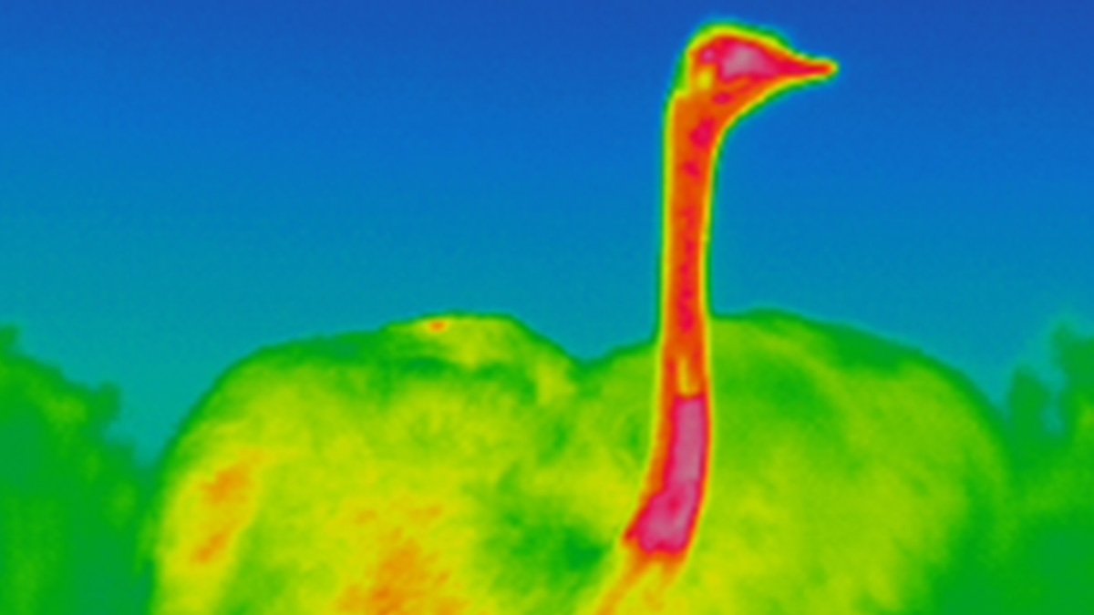 Värmekamera visar struts med röd hals och huvud.