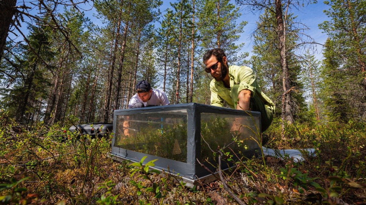 Två män hukar framför ett slags låda på marken i en skog, sommarmiljö