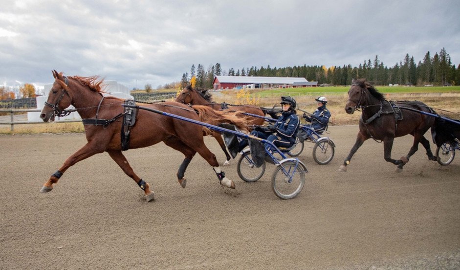 Travhästar under körtestet på Wången’s travbana.