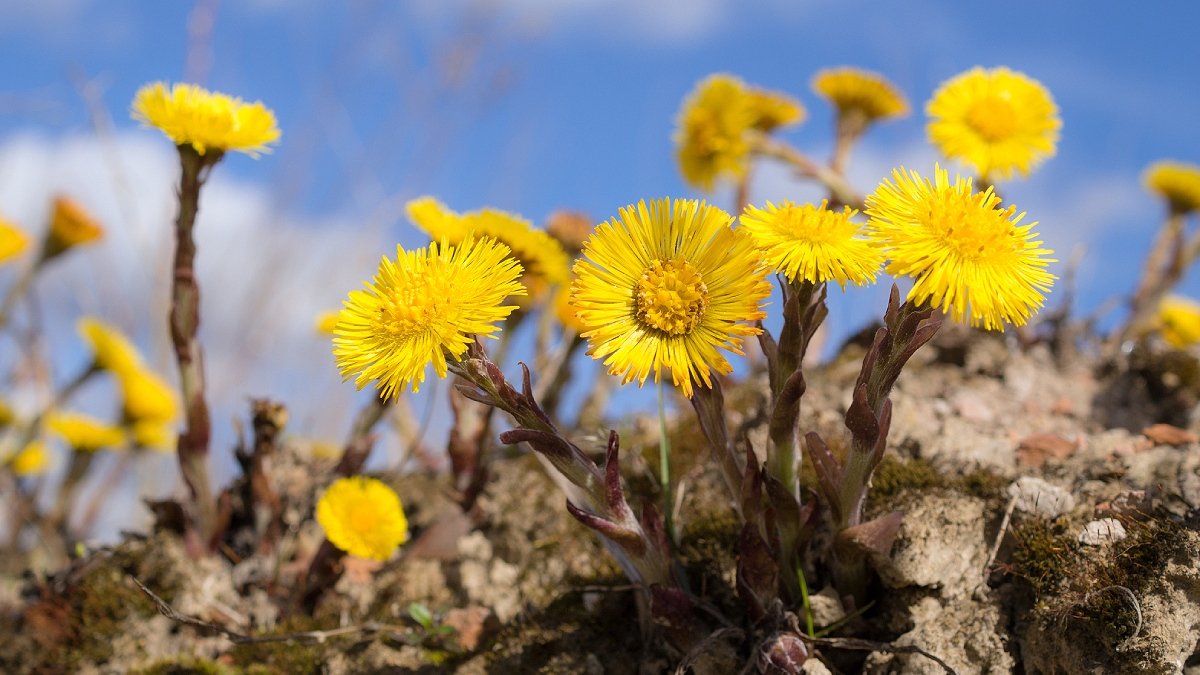 Gula tussilagoblommor utomhus mot blå bakgrund.