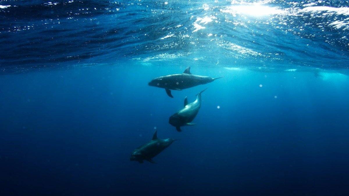 Tre delfiner under havsytan, sol uppifrån, undervattensbild