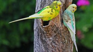 Två undulater i gult, grönt och blått, sitter på en trädstam med grönska bakom.