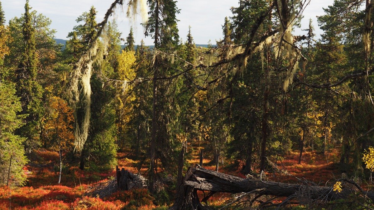 gammal urskog med fallna träd