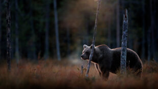 Björn i skogen
