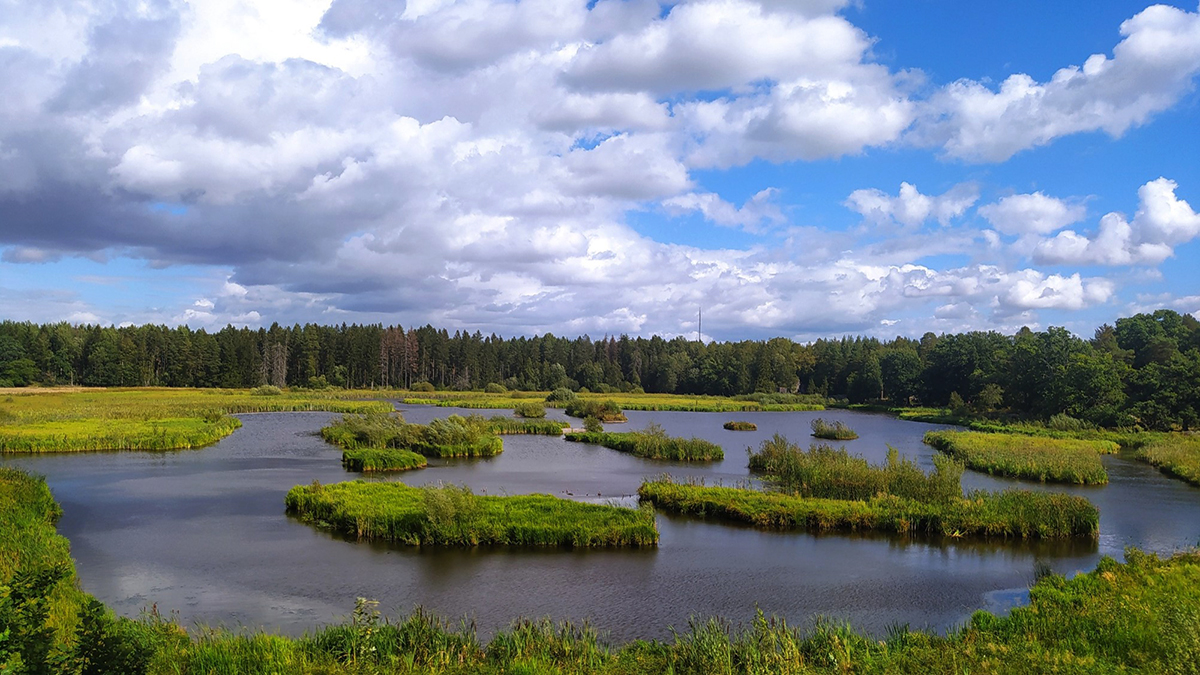 Dalkarlskärret i Hammarskog, Uppland.