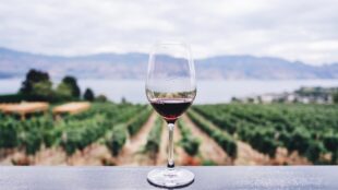 Ett halvfullt glas med rött vin står på en bräda utomhus, vinodlingar och sjö i bakgrunden.