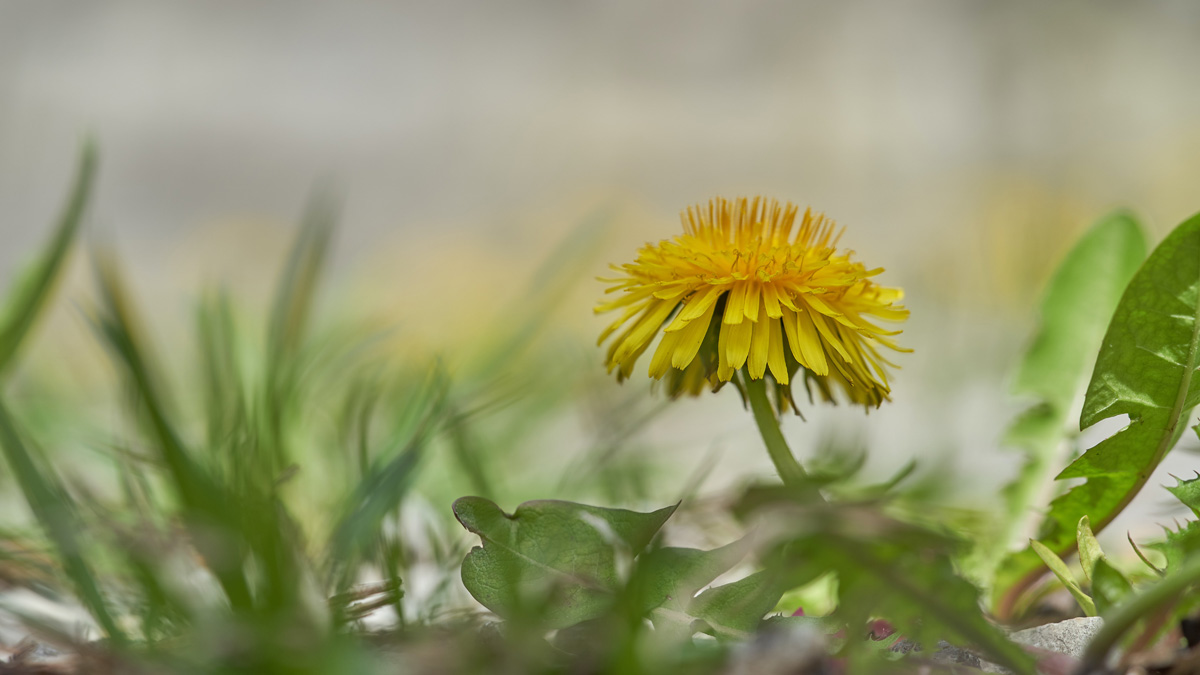 Foto: Wolfgang Hasselmann