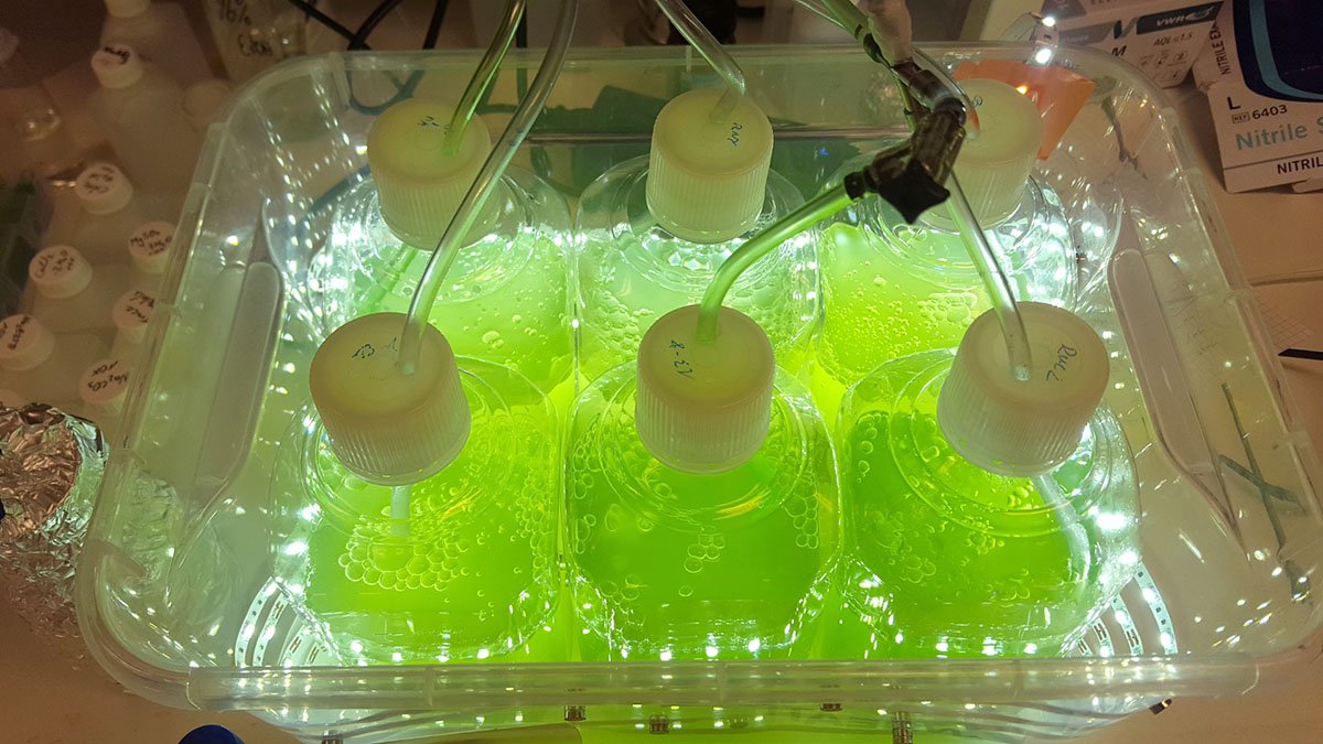 Gröna behållare med mikroalger i labbmiljö.